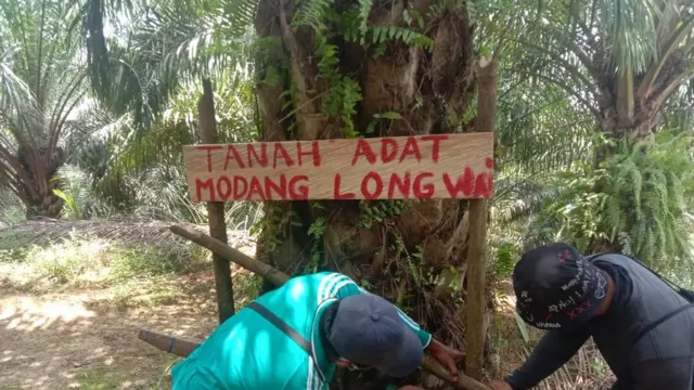 Tanah adat Modang Long Wai ditanami pohon kelapa sawit, dayak