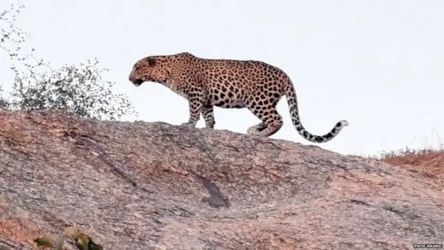 భారత చిరుత