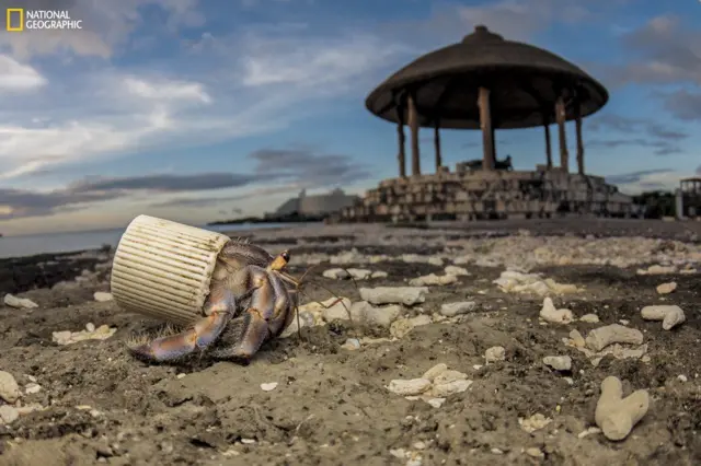 ప్లాస్టిక్ మూతలో దాక్కున పీత