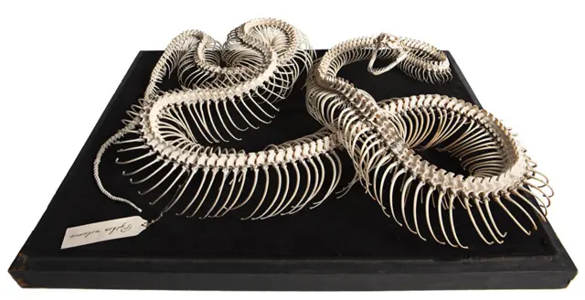 Індійський скельний пітон