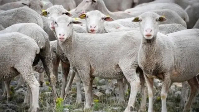 ஆடுகளை மாணவர்களாக்கி பள்ளியை மூட விடாமல் தடுத்த விவசாயி