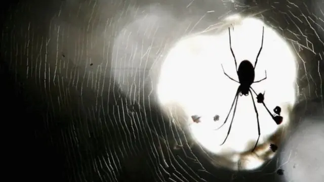 ஆஸ்திரேலியாவில் சிலந்தியை கண்டு அலறியவரை காப்பாற்றிய போலீஸ்