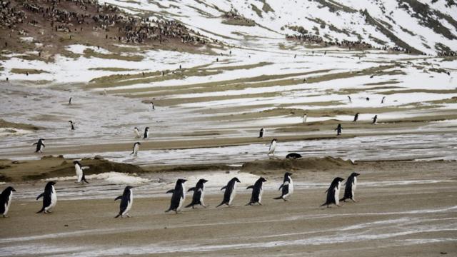 пінгвіни на острові