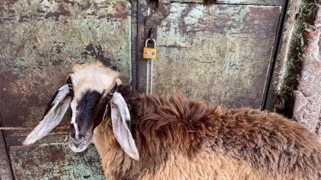 జనం ఇళ్లు, పశువులను వదిలేసి ఊరు విడిచి వెళ్లారు