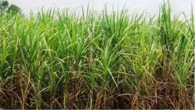 गन्ना, किसान, फ़सल