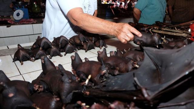 本月印度尼西亚一市场上出售蝙蝠。