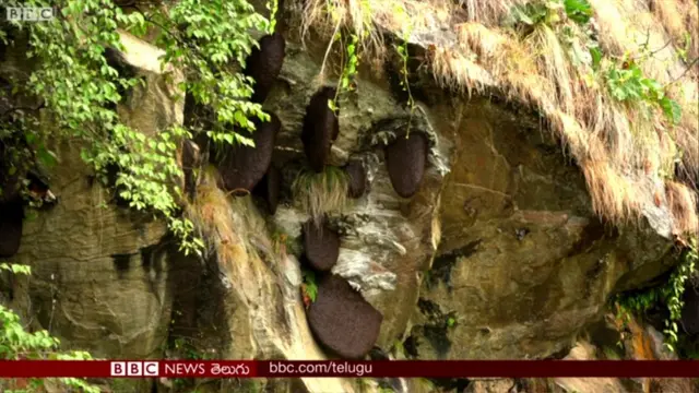 తేనె తుట్టె