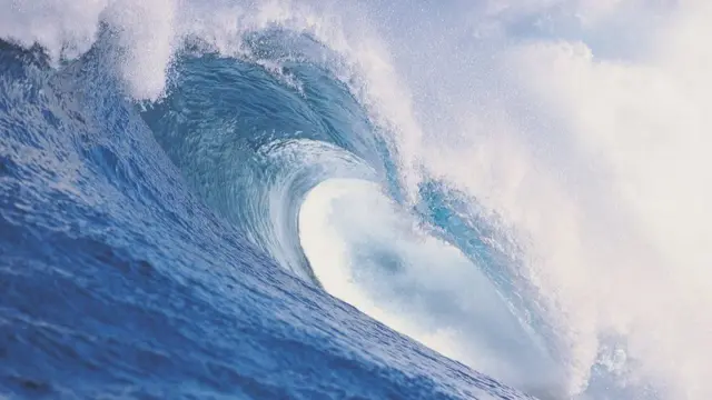 समुद्री छाल