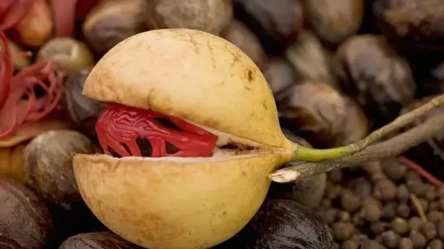 ஜாதிக்காய்