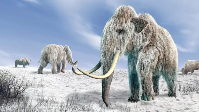 Ferro Network dan Linda yalangoch