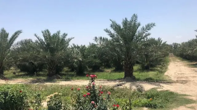 ولایت ننگرهار از اولین ولایتهای است که دارای نخلستان خرما است