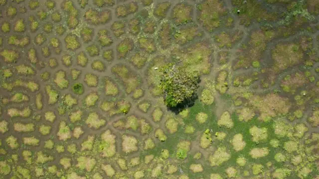 Снимок "суралес" с беспилотника