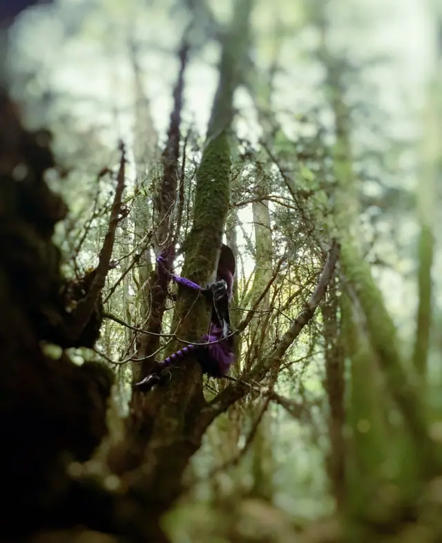 Figure in the woods