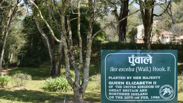 पुवाँलेको बिरुवा