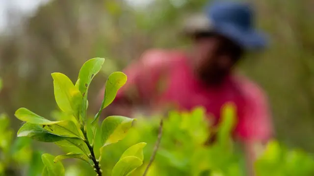 Cultivo de coca