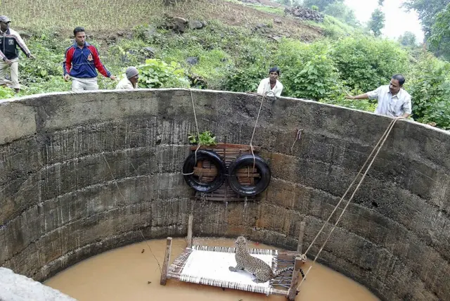 बिबट्या