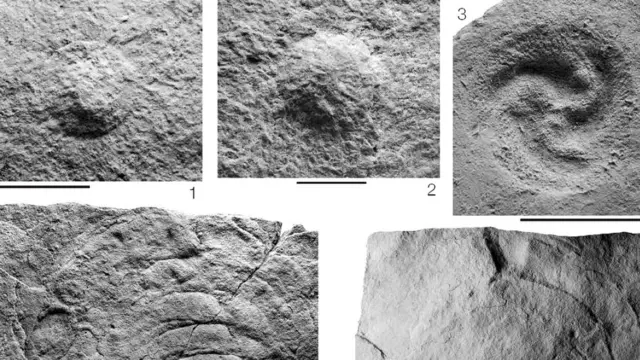 Трибрахідій