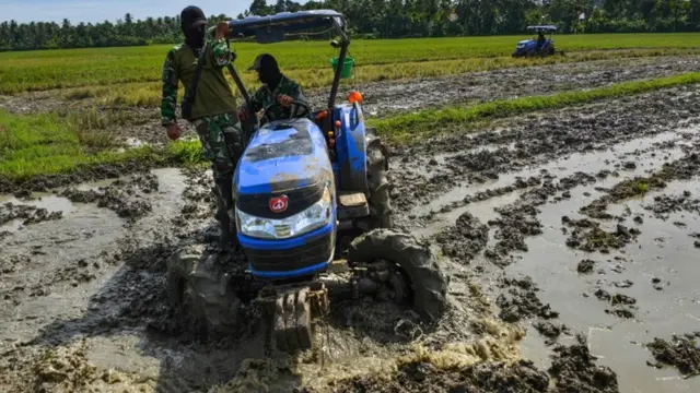 sawah, pertanian, tni