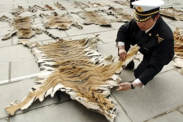 बाघ की खाल