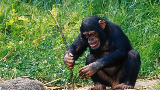 Un chimpancé cavando