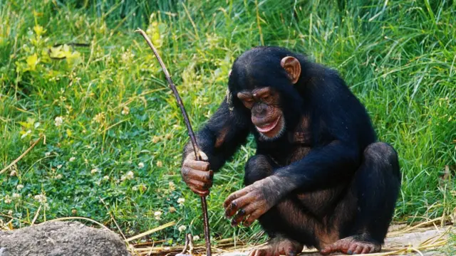 Chimp digging with a tool