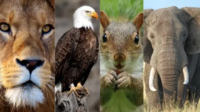 African football teams and dia link with animals