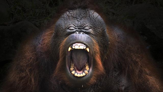 Orangután con la boca abierta.