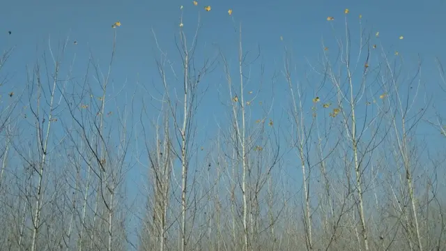 శీతాకాలంలో ఆకురాల్చిన పోప్లర్ చెట్లు. పంజాబ్‌లో విరివిగా కనిపించే ఈ చెట్లు సాధారణంగా నిండా ఆకులతో ఉంటాయి. చలికాలంలో ఇలా ఆకులు రాలి మోడుగా మారుతాయి.