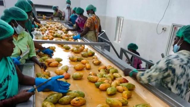 తోతాపురి మామిడి, చిత్తూరు, అన్నమయ్య జిల్లా, కర్ణాటక, తమిళనాడు, మామిడి ఎగుమతులు, పంట దిగుబడి, మామిడి రైతులు