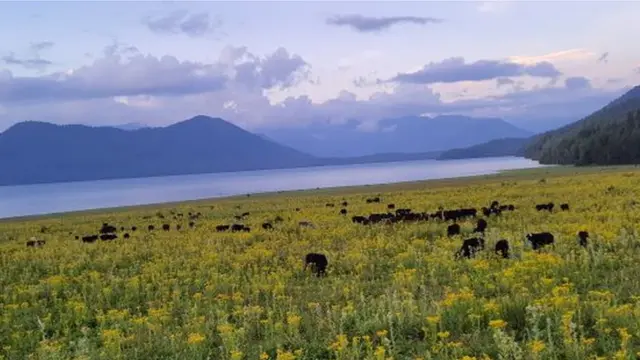 रारा ताल नजिकको चौरमा चरिरहेका वस्तुभाउ