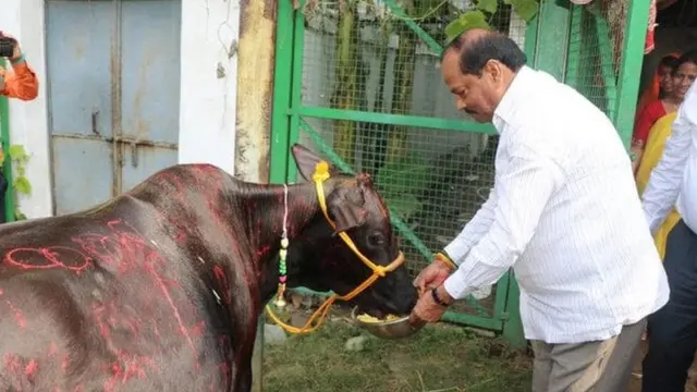 गाय को खिलाते हुए झारखंड के मुख्यमंत्री रघुवर दास