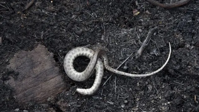 incendios en Bolivia