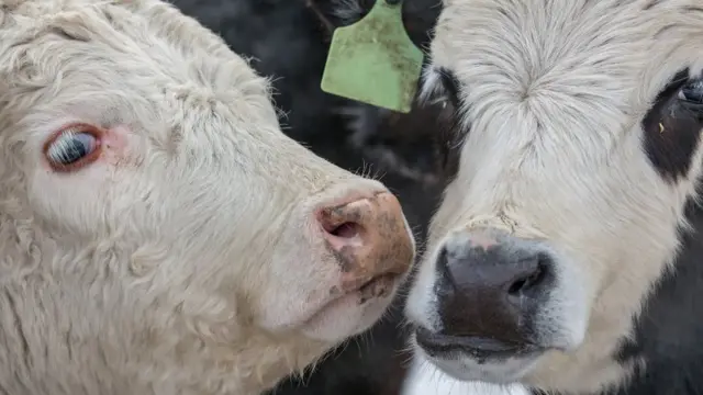 Еще не стейк