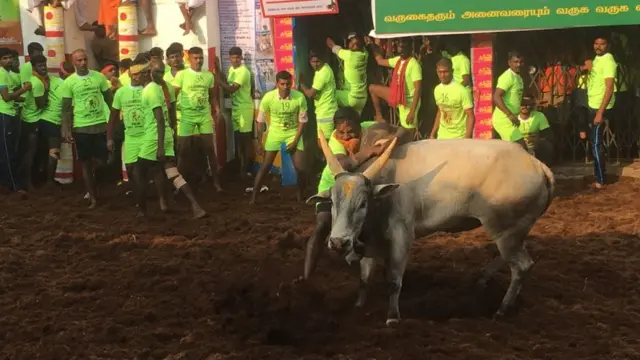 சீறிப் பாய்ந்த காளையின் திமிலை பிடித்து கட்டுப்படுத்தும் மாடுபிடி வீரர்