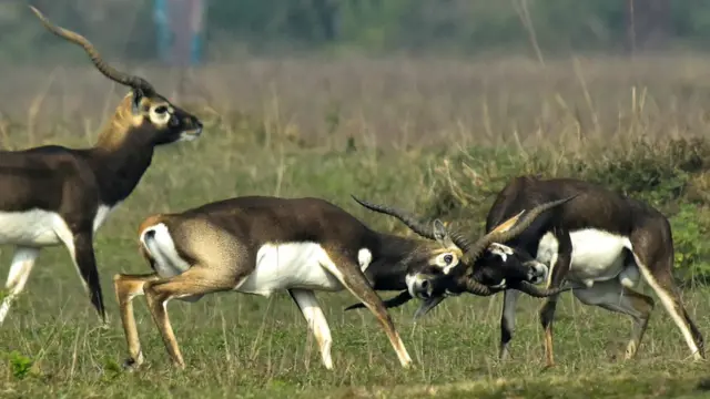 काला हिरण