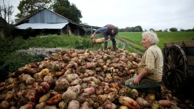 Жан-Бернар и Лоранс выращивают кормовую свеклу для скота