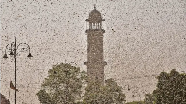 जयपुर में टिड्डी दल