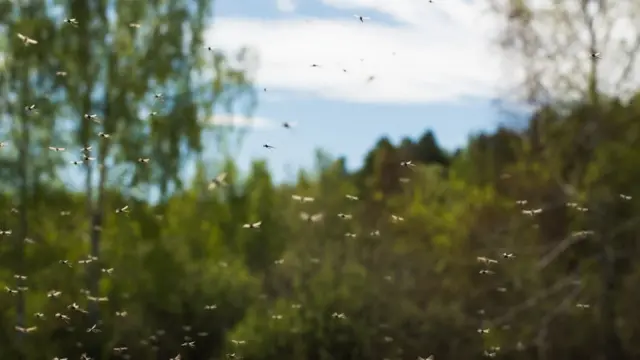 Mosquitos