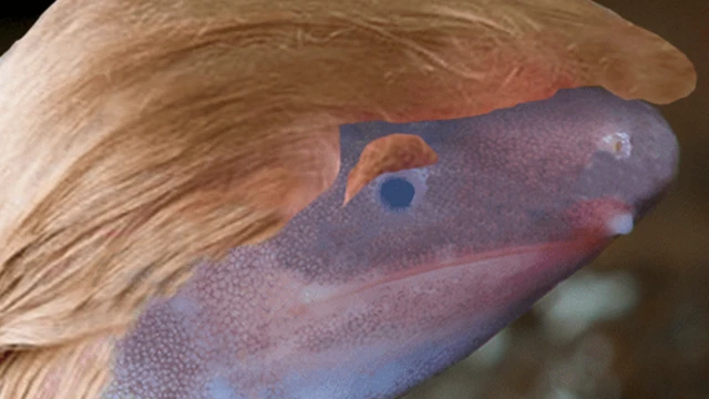 Dermophis donaldtrumpi