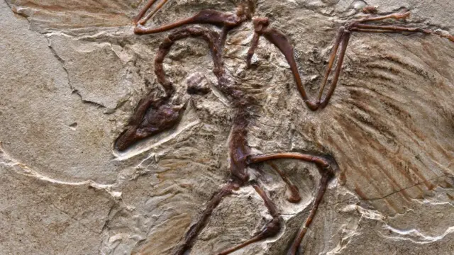 Археоптерикс