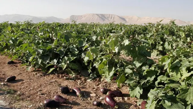 Berenjenas en el suelo, frente a un cultivo