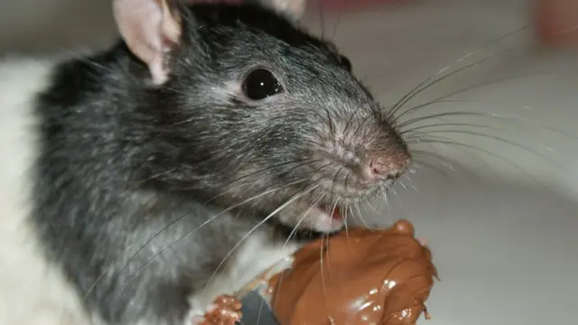 Restaurant lose $190m sake of rat wey die inside soup