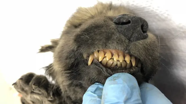 سائبیریا، روس، کتا