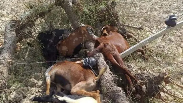 بجلی