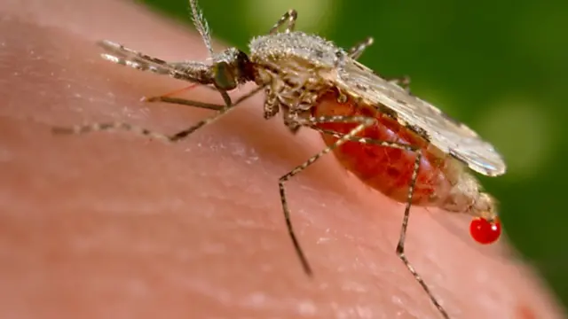 A blood sucking mosquito