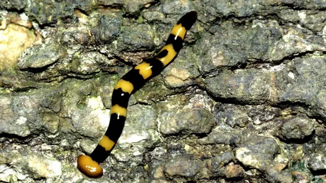 ፕላናርያዊ ሓሰኻ ኣብ ክልተ እንተተመቒሉ ንነብሱ ናይ ምሕዳስ ዓቕሚ