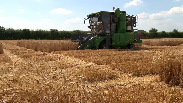 Ғалла ўраётган комбайн