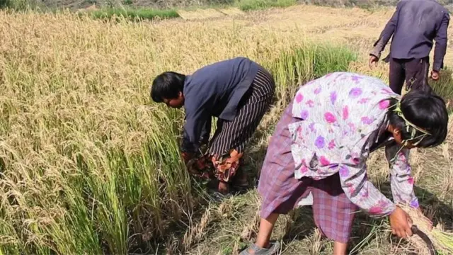 బియ్యంలో ఆర్సెనిక్ ప్రమాదకరమా