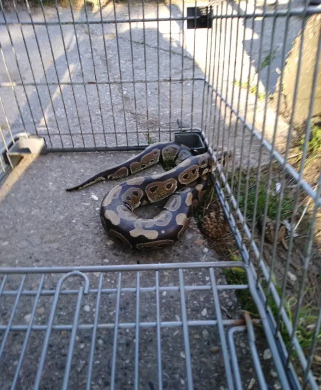 Питон у Суботици