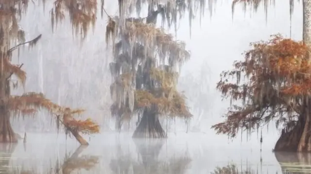 ਲੂਸੀਆਨਾ ਵੈਟਲੈਂਡਸ